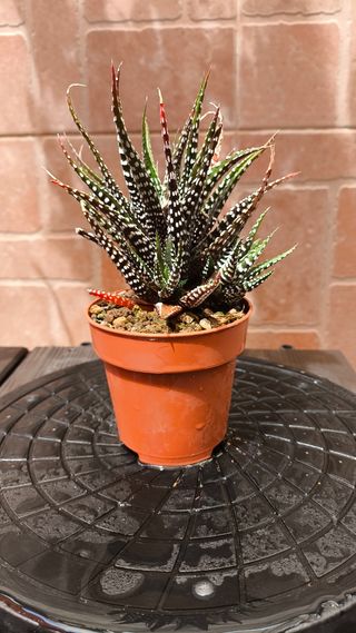 1 Haworthiopsis fasciata - Planta cebra