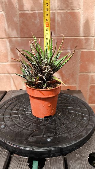 1 Haworthiopsis fasciata - Planta cebra