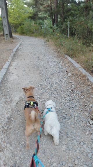 Cuidado de perros, entorno privilegiado