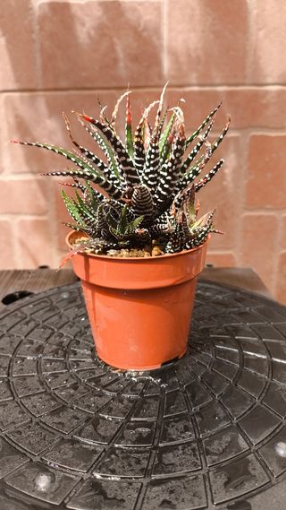 Haworthiopsis fasciata - Planta cebra