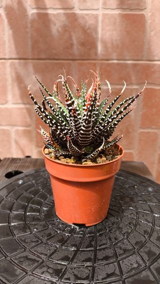 Haworthiopsis fasciata - Planta cebra