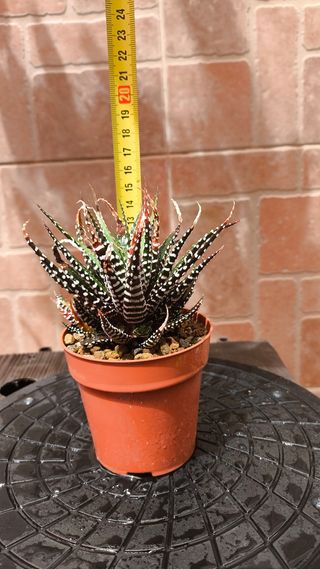Haworthiopsis fasciata - Planta cebra