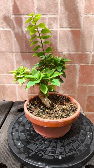 Bonsái Bougainvillea 'Mini Thai'