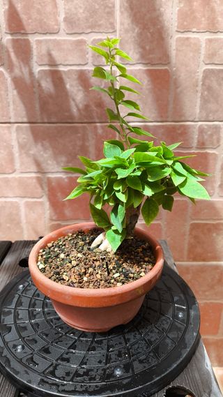 Bonsái Bougainvillea 'Mini Thai'