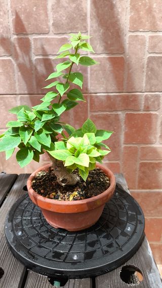 Bonsái Bougainvillea 'Mini Thai'