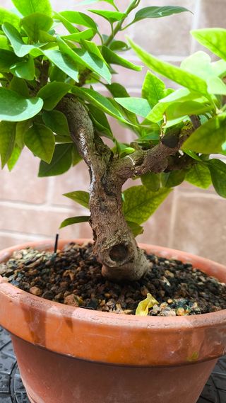 Bonsái Bougainvillea 'Mini Thai'