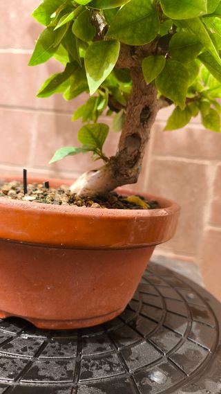 Bonsái Bougainvillea 'Mini Thai'