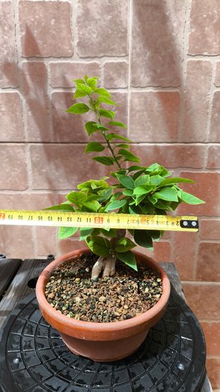 Bonsái Bougainvillea 'Mini Thai'