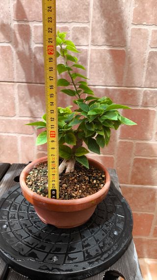 Bonsái Bougainvillea 'Mini Thai'