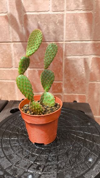 Opuntia microdasys: Cactus