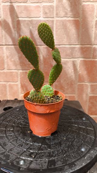 Opuntia microdasys: Cactus