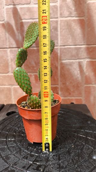 Opuntia microdasys: Cactus