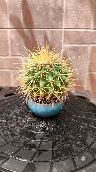 Cactus Echinocactus grusonii o Barril de oro