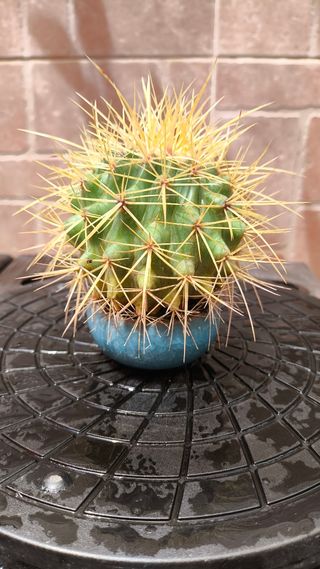 Cactus Echinocactus grusonii o Barril de oro