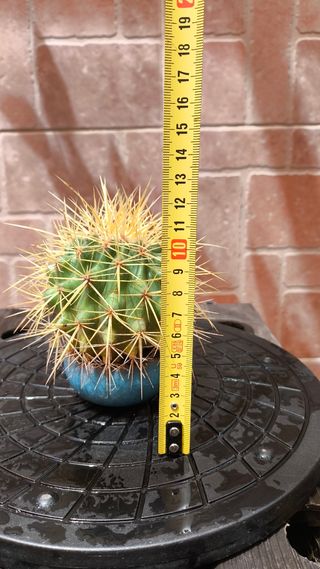 Cactus Echinocactus grusonii o Barril de oro