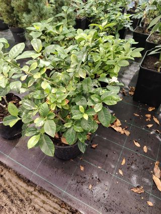 Plantas de Gardenias en maceta