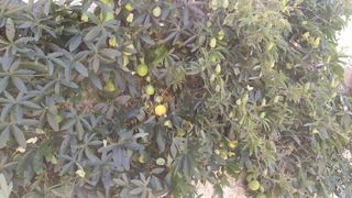 Maracuyá - Fruta de la pasión.25 unidades.