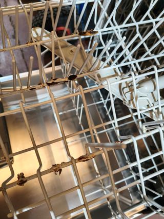 Lavavajillas Bosch antiguo