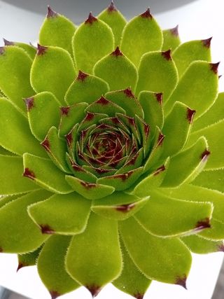 Planta Siempreviva