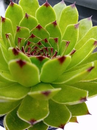 Planta Siempreviva