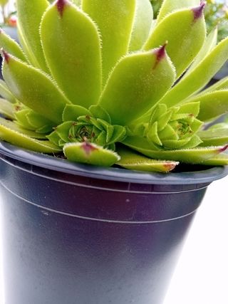 Planta Siempreviva