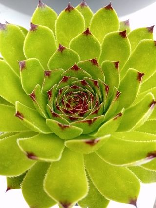Planta Siempreviva