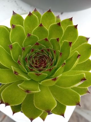 Planta Siempreviva