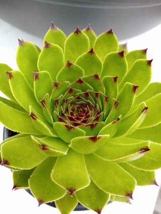 Planta Siempreviva