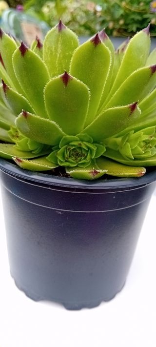 Planta Siempreviva