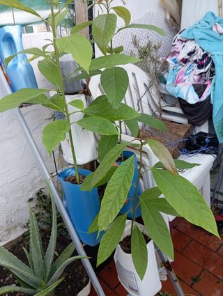 3 plantones aguacates por unidad