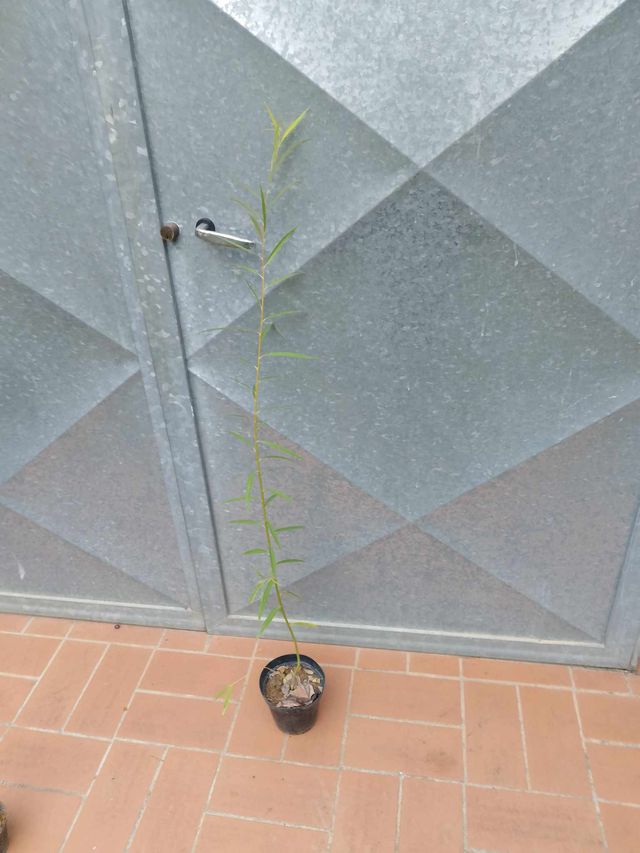 Salix Alba - Pianta in vaso 14cm