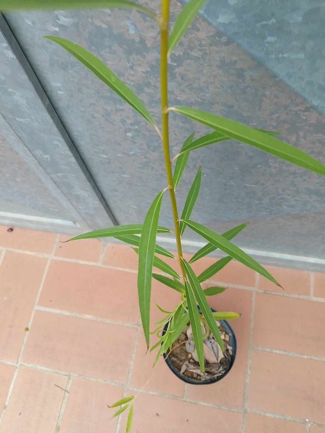 Salix Alba - Pianta in vaso 14cm