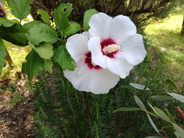 Ibisco bianco - Pianta H 15-20cm