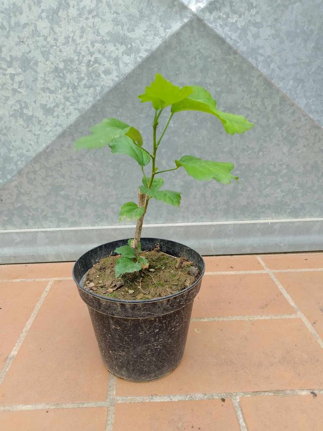 Ibisco bianco - Pianta H 15-20cm