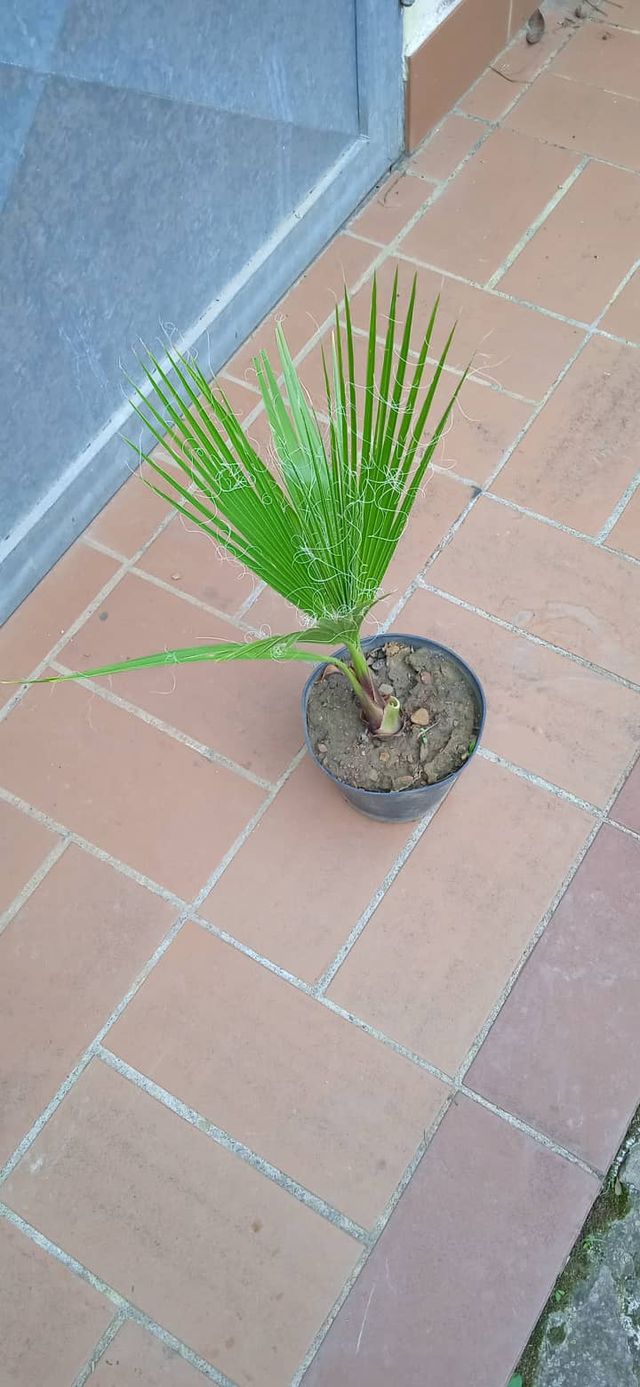 Pianta Washingtonia Robusta 40-50cm