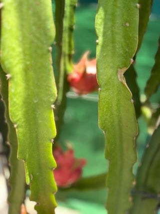 Esquejes Pitaya: planta de dragón variedad tesoro