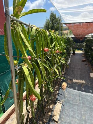 Esquejes Pitaya: planta de dragón variedad tesoro