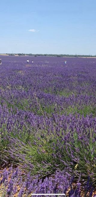 Terreno para poner colmenas
