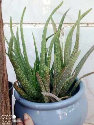 Dos Plantas Aloe Vera