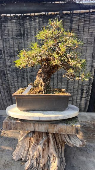 BONSAI THUNBERGI / PINO NEGRO JAPONES / KUROMATSU 