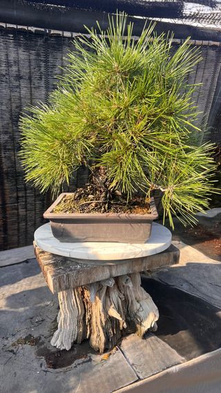 BONSAI THUNBERGI / PINO NEGRO JAPONES / KUROMATSU 