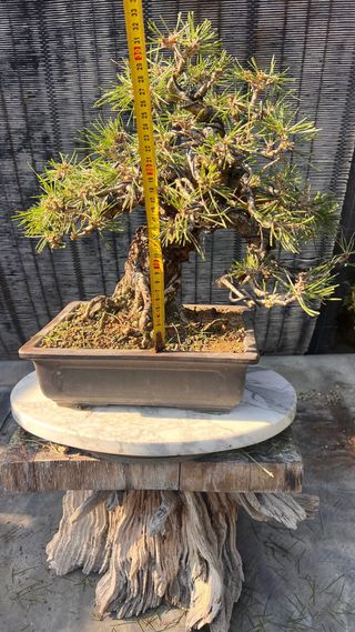 BONSAI THUNBERGI / PINO NEGRO JAPONES / KUROMATSU 