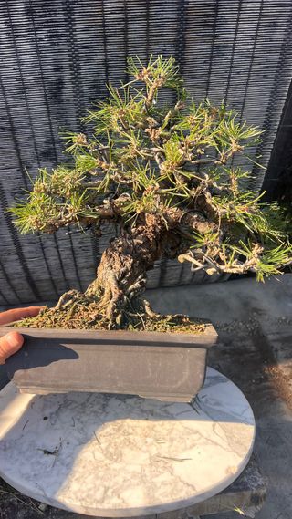 BONSAI THUNBERGI / PINO NEGRO JAPONES / KUROMATSU 