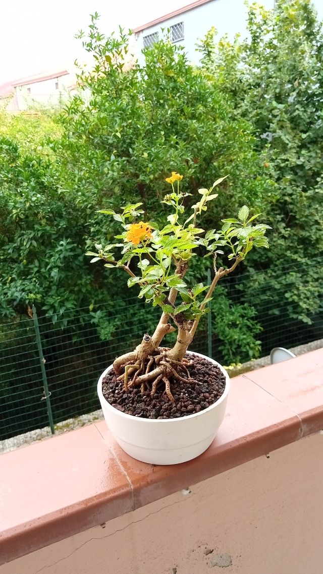 Bonsai Lantana - pianta in vaso