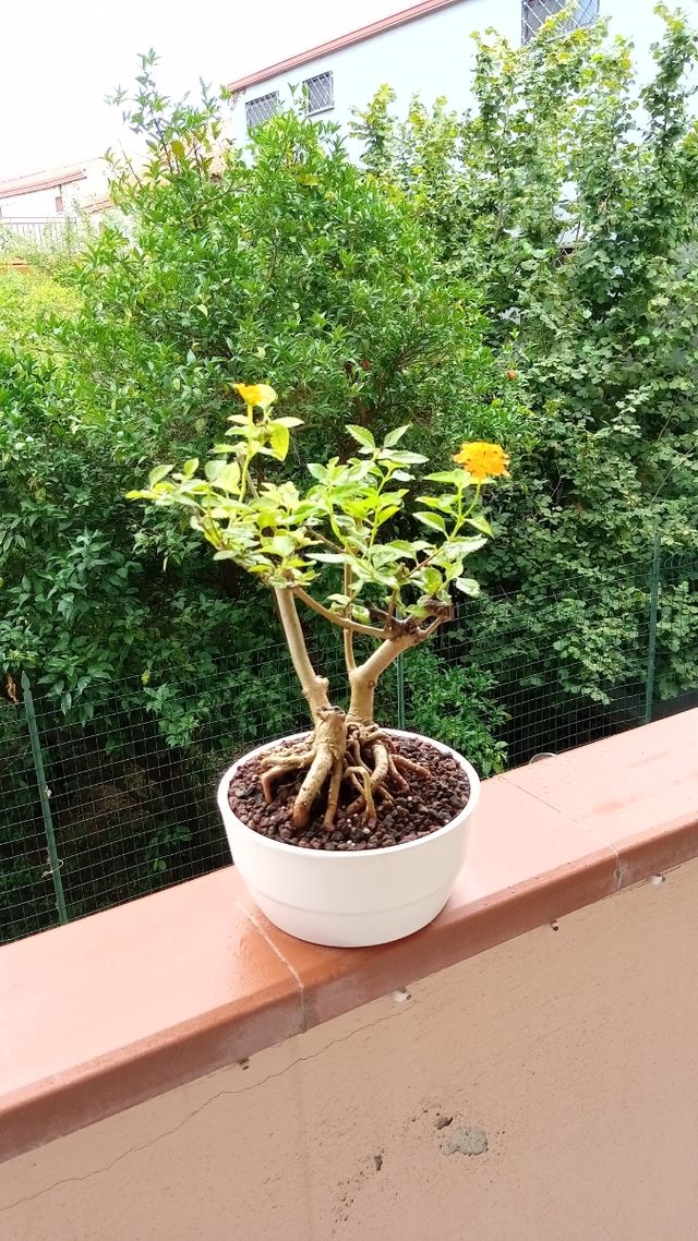 Bonsai Lantana - pianta in vaso
