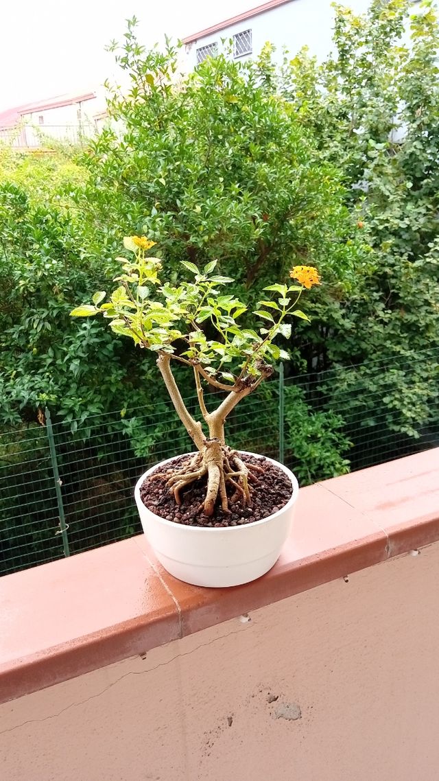 Bonsai Lantana - pianta in vaso