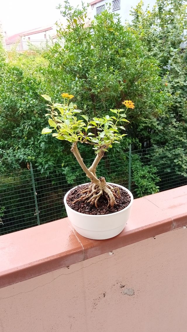 Bonsai Lantana - pianta in vaso