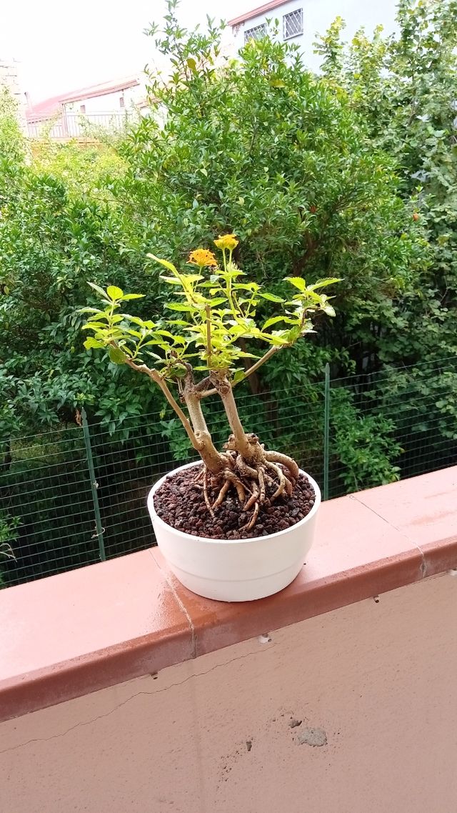 Bonsai Lantana - pianta in vaso