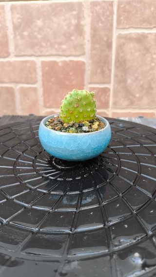 Cactus Opuntia microdasys