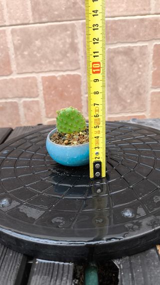 Cactus Opuntia microdasys